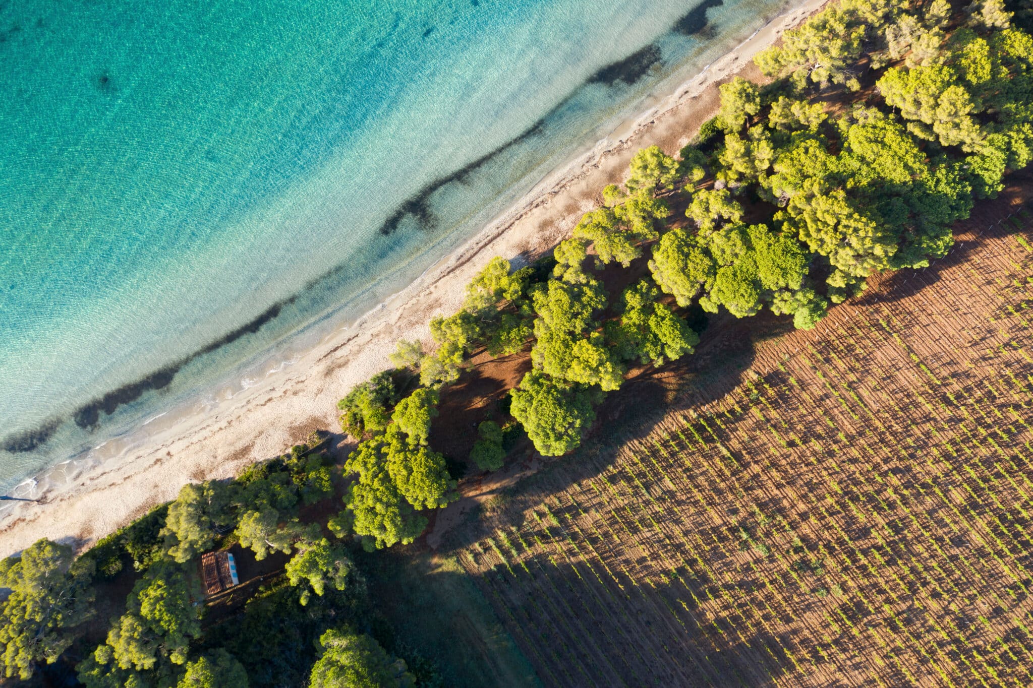 Vignobles de Provence & de Méditerranée